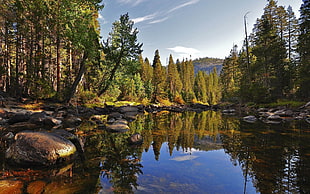 body of water near green trees view